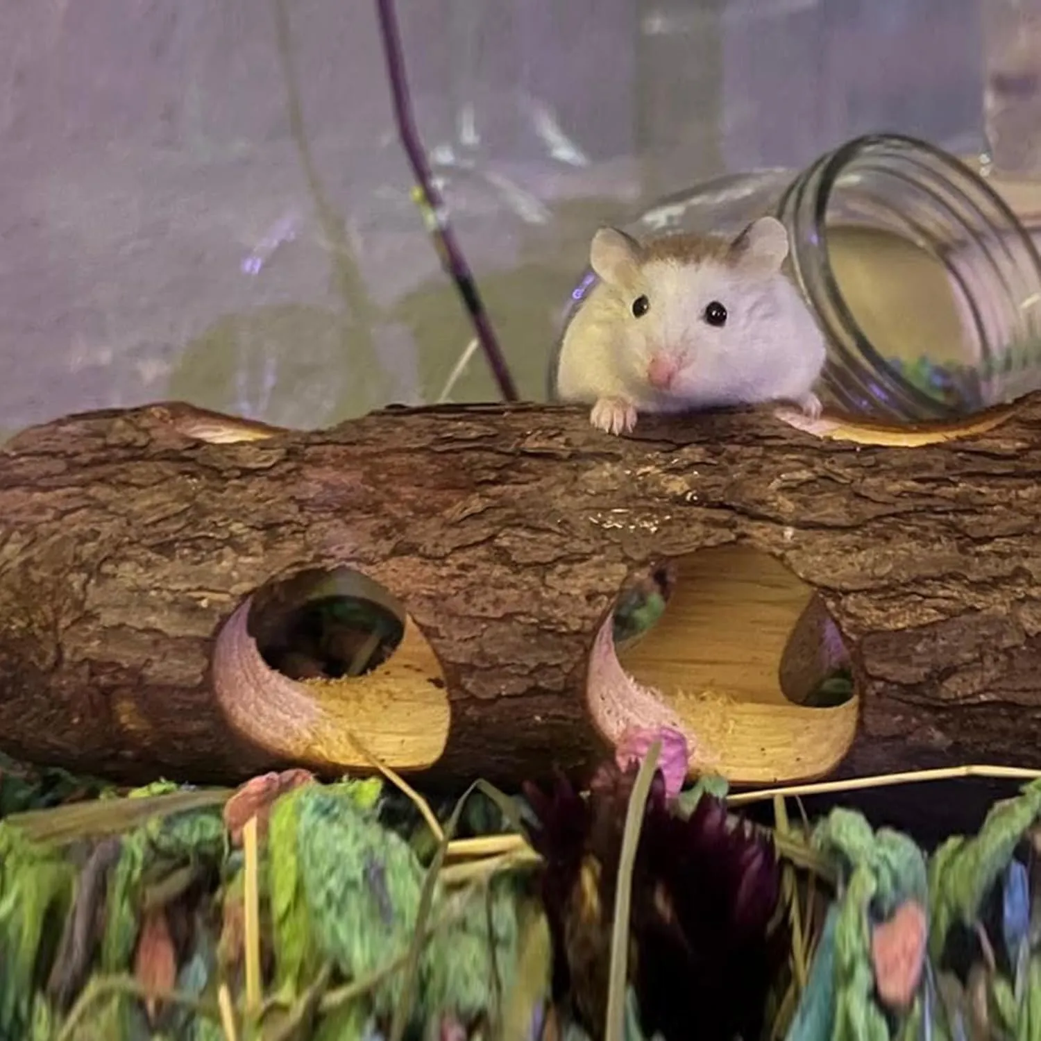Natural Wood Tunnel Hamster Tunnel for Hamster Rats Mouse Guinea Pig Chinchilla Ferret Reptile Small Animals Cage Hollow Tree Trunk Hideout Toy (7.9"2.7")